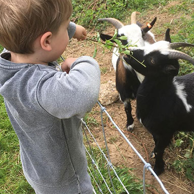 Kennel Farm